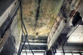 Best Attic Mold Removal in Castle Rock, WA